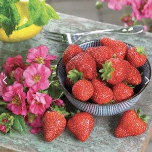 بذور فراولة كرزية - Summer Breeze Cherry Blossom (F1) Strawberry Seed