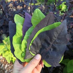 اوراش-سبانخ جبلي