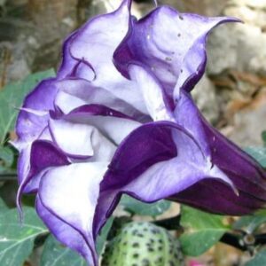 شتلات زهور داتورا بنفسجية دبل