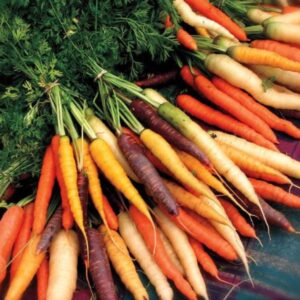 الاسم الشائع : الجزر الملون الاسم العلمي : Daucus