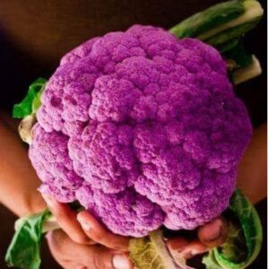 قرنبيط ارجواني