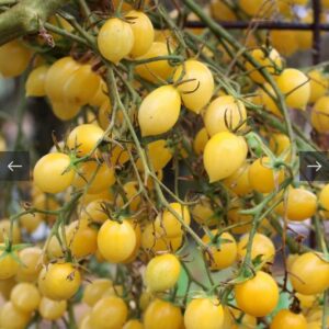 بذور طماطم الليمون الاصفر