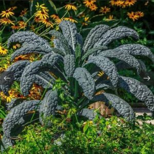 بذور نبات الكيل ( Brassica Oleracea )