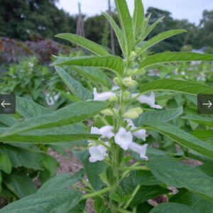 بذور السمسم الحساوي