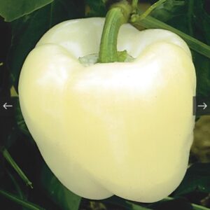 بذور فلفل رومي ابيض