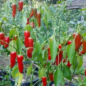 بذور الفلفل الحار الاحمر ( Capsicum annuum