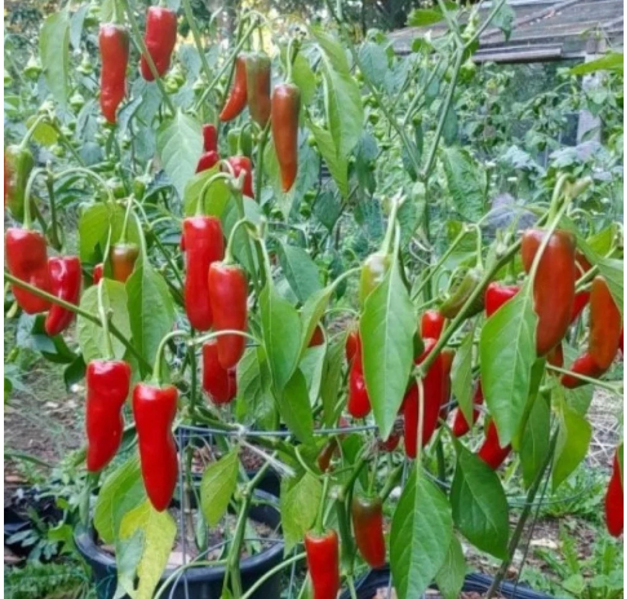 بذور الفلفل الحار الاحمر ( Capsicum annuum