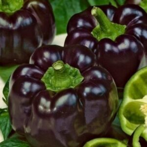 فلفل أسود أرجواني