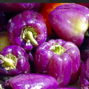 بذور فلفل رومي حلو ليلك بيل بنفسجي