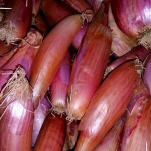 بذور البصل الحساوي