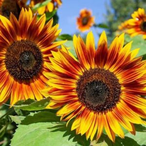 بذور دوار الشمس الاحمر ( velvet queen sunflower )