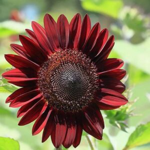 بذور دوار الشمس الأحمر الكرزي