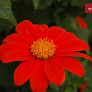 بذور زهرة دوار الشمس المكسيكي