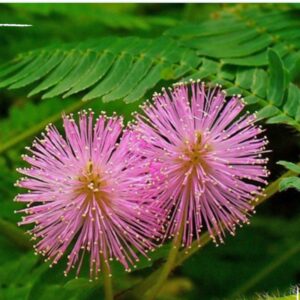 بذور نبتة الخجولة