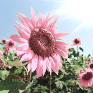 بذور دوار الشمس الارجوانية والوردية