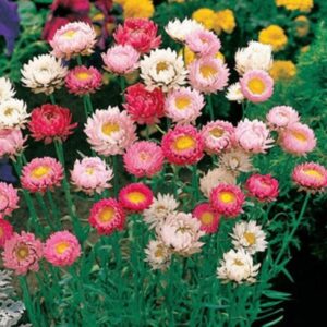 زهرة الخلود هليكريزم