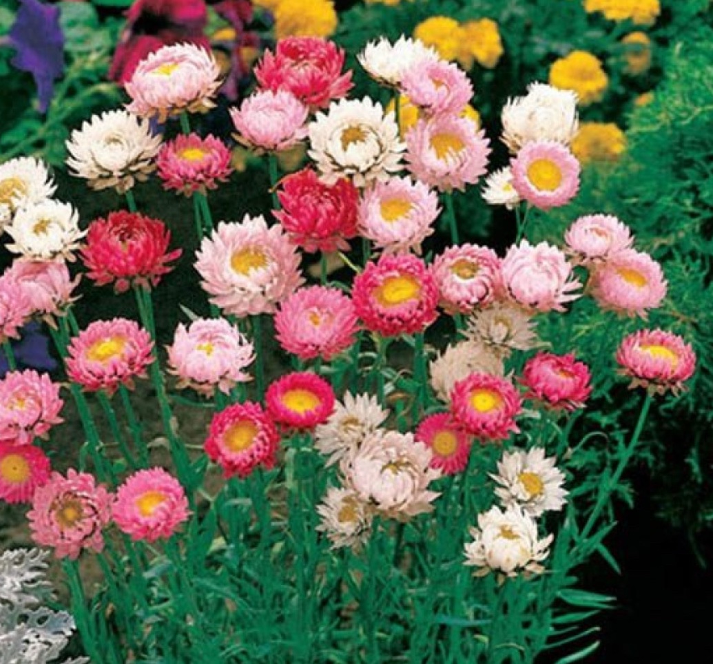 زهرة الخلود هليكريزم