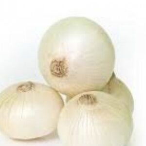 بذور البصل الأبيض F1