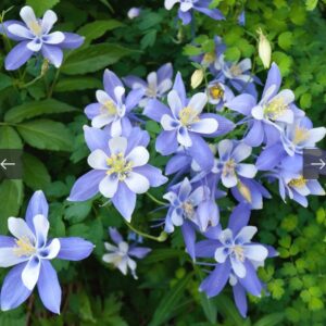 بذور زهرة السماء الزرقاء