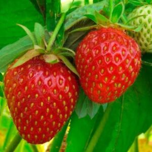 بذور الفراولة ( Fragaria x ananassa )