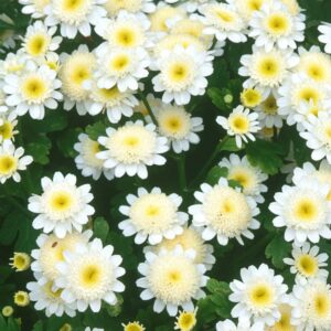 أقحوان زهرة الذهب (النجمة البيضاء)