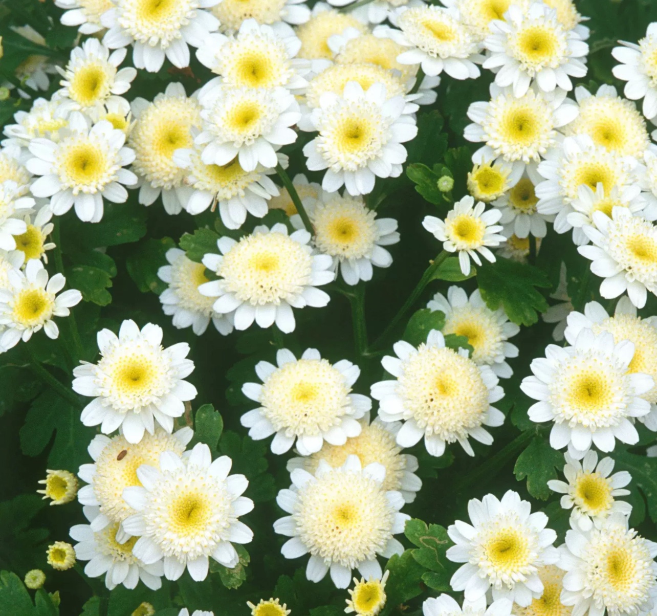 أقحوان زهرة الذهب (النجمة البيضاء)