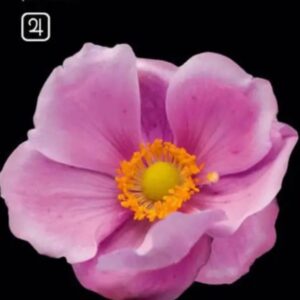 شقائق النعمان الياباني (الوردة اليابانية) ™LEDA AGRO