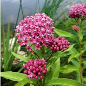 الصقلاب المستنقعي