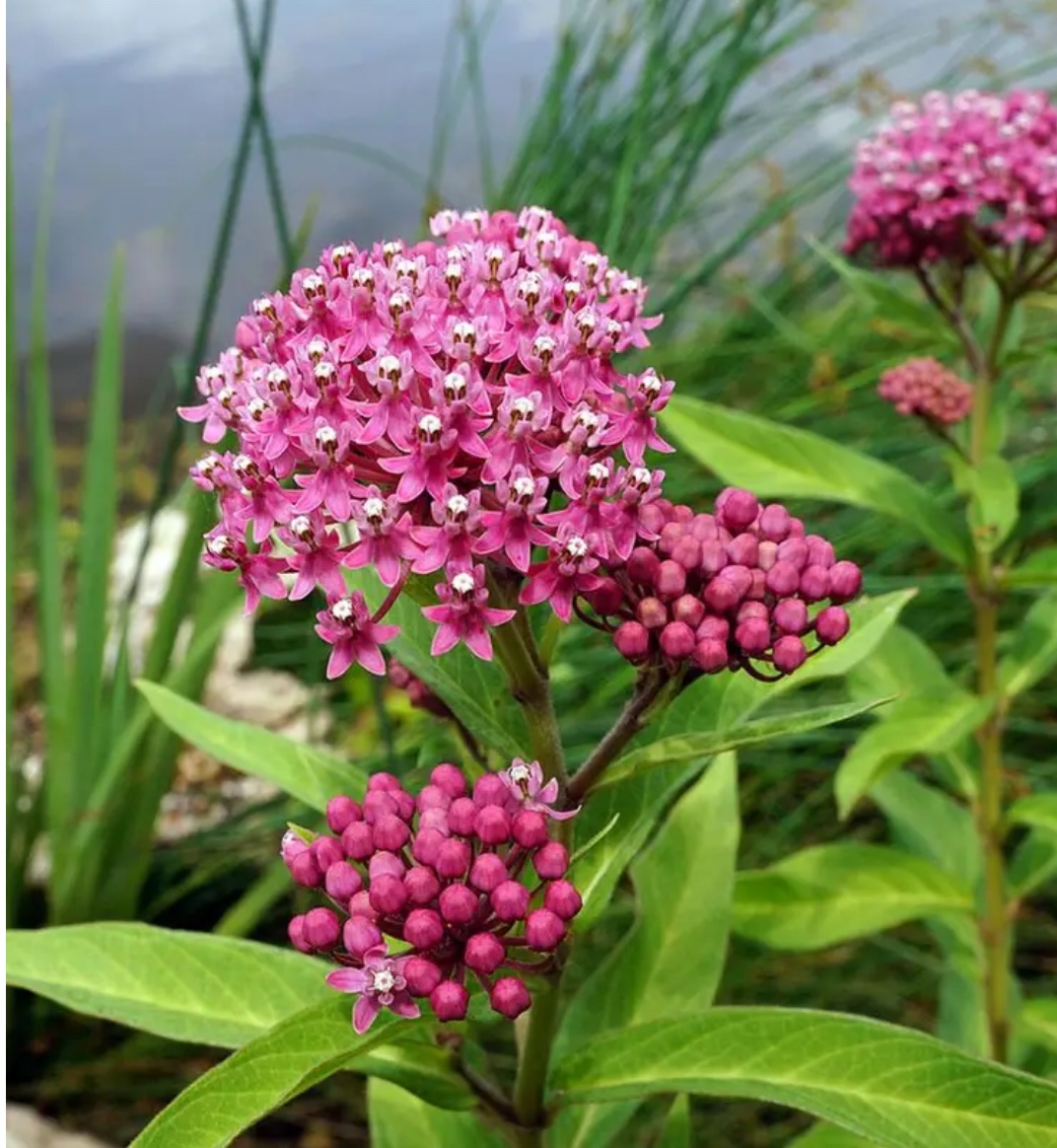 الصقلاب المستنقعي