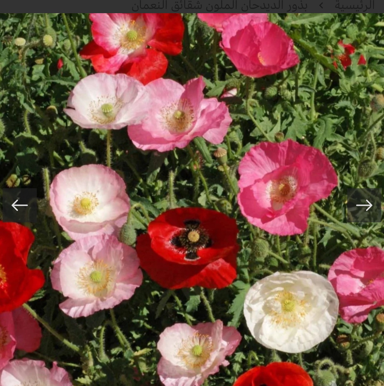 بذور الديدحان الملون شقائق النعمان
100 بذرة تقريبا