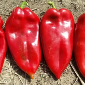 فلفل اذن الفيل