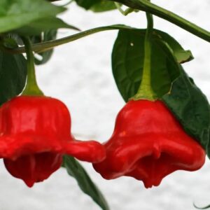 فلفل قبعة المهرج