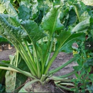 بذور نبات السلق ( Beta vulgaris subsp )
