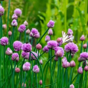 بذور نبات الثوم المعمر ( Allium schoenoprasum )