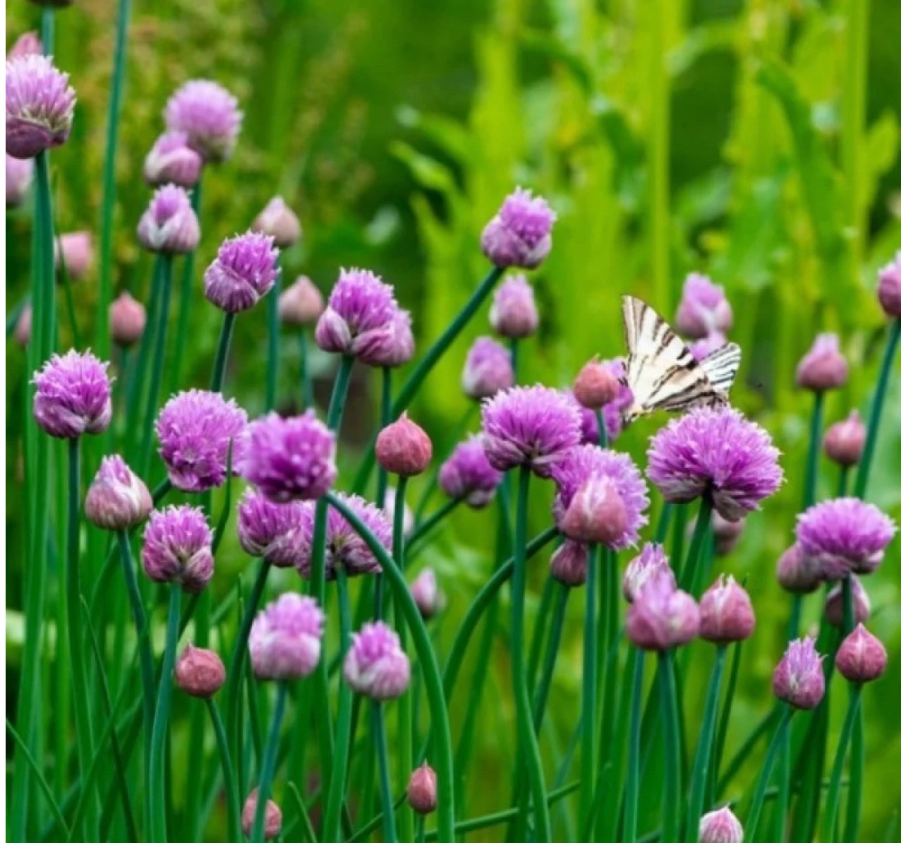 بذور نبات الثوم المعمر ( Allium schoenoprasum )