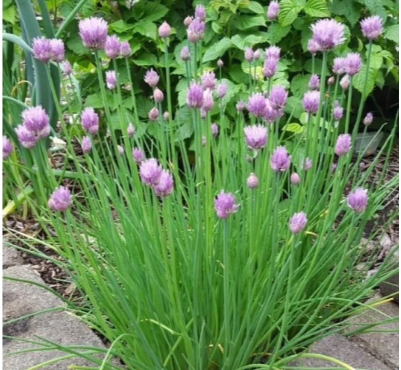 بذور نبات الثوم المعمر ( Allium schoenoprasum ) - الصورة 2