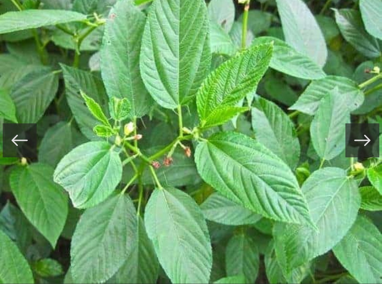 ملوخية - الصورة 2