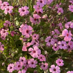 بذور الدهدهان ( vaccaria hispanica )