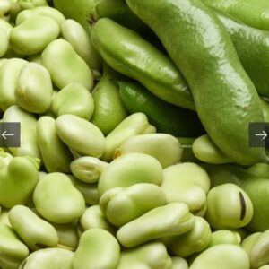 بذور نبات الفول ( Vicia faba )