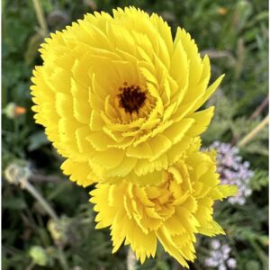 بذور زهرة الحوذان ( Ranunculus )