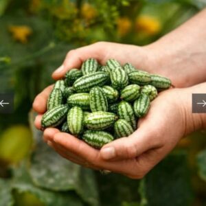 خيار كاكامليون المكسيكي