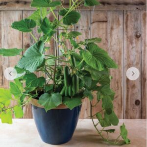 بذور خيار كويك سناك