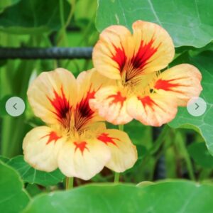 بذور ابو خنجر الخوخ - Peach Melba Nasturtium Seeds
