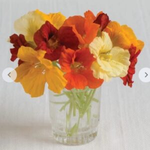 بذور ابو خنجر جواهر - Jewel Mix Nasturtium Seeds