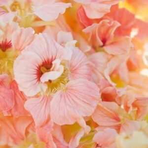 بذور ابو خنجر السالمون - Nasturtium Gleam Salmon Seeds