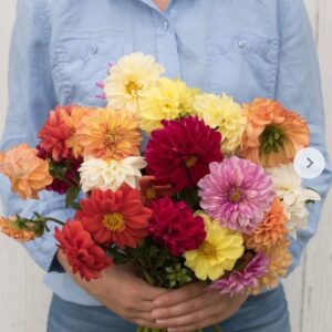 بذور داليا عملاقة - Giant Mix Dahlia Seeds