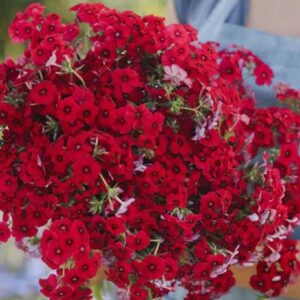 بذور فلوكس أحمر - Annual Phlox Seeds - Red

500 جرام