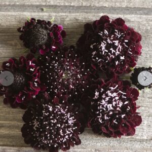 سكابيوزا بلاك نايت - Black Knight Scabiosa Seed