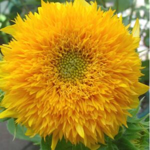 زهور دواد الشمس القزمي 
الدب تيدي