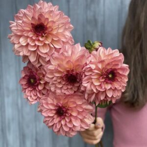 بذور داليا عملاقة - Giant Mix Dahlia Seeds
